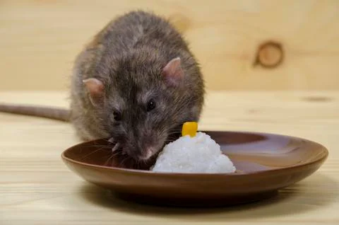 Rat eats rice with corn. Foto stock
