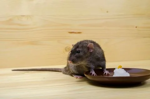 Rat eats rice with corn. Stock Photos