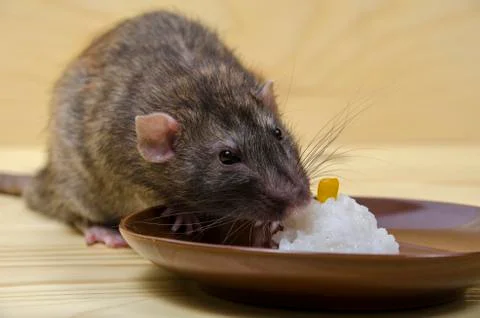 Rat eats rice with corn. Stock Photos