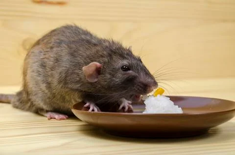 Rat eats rice with corn. Stock Photos