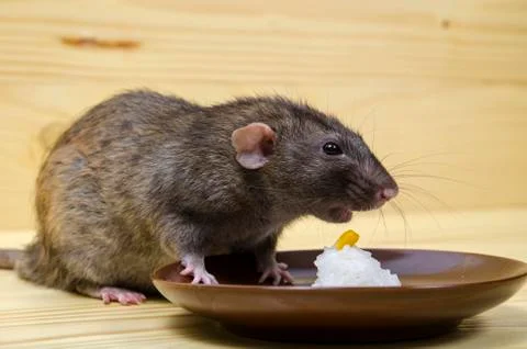 Rat eats rice with corn. Stock Photos