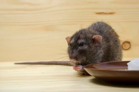 Rat eats rice with corn. Stock Photos