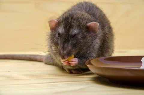 Rat eats rice with corn. Stock Photos