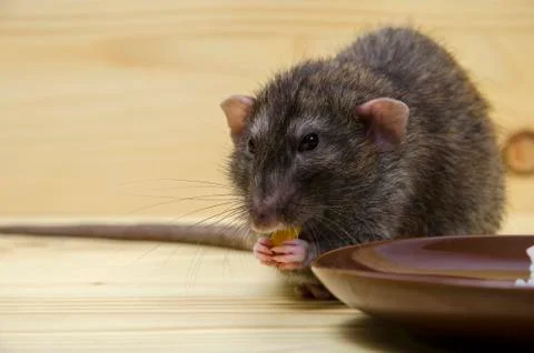 Rat eats rice with corn. Stock Photos