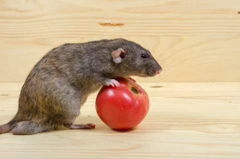 Rat eats a tomato. Stock Photos