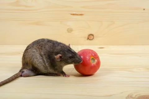 Rat eats a tomato. Stock Photos