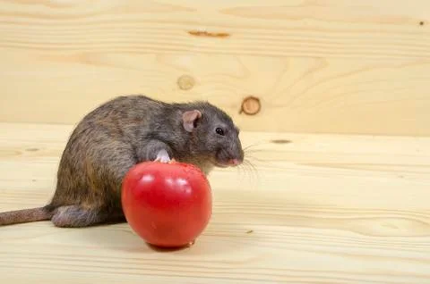 Rat eats a tomato. Stock Photos