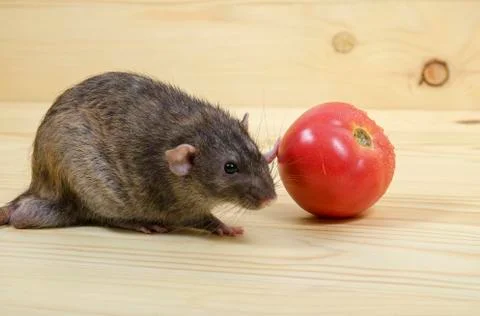 Rat eats a tomato. Stock Photos