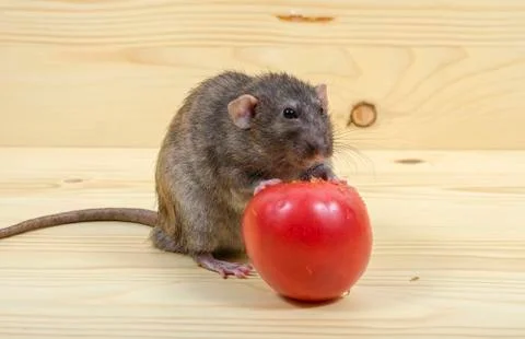 Rat eats a tomato. Stock Photos