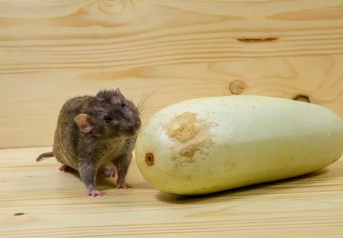 Rat eats vegetable marrow. Stock Photos