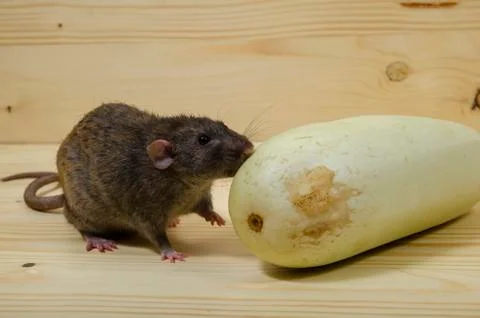 Rat eats vegetable marrow. Stock Photos