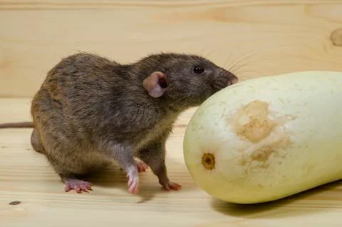 Rat eats vegetable marrow. Stock Photos