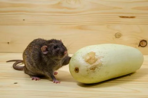 Rat eats vegetable marrow. Stock Photos