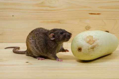 Rat eats vegetable marrow. Stock Photos