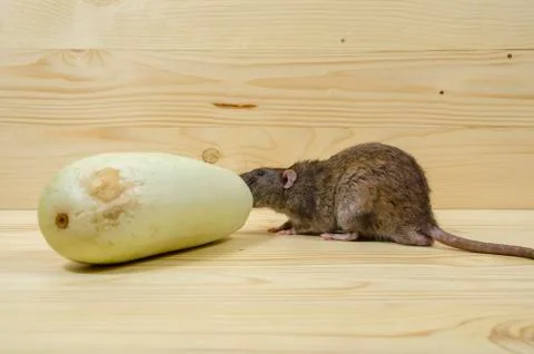 Rat eats vegetable marrow. Stock Photos