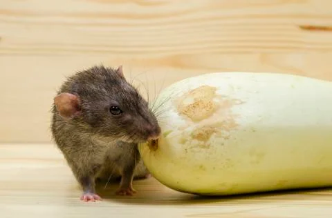 Rat eats vegetable marrow. Stock Photos