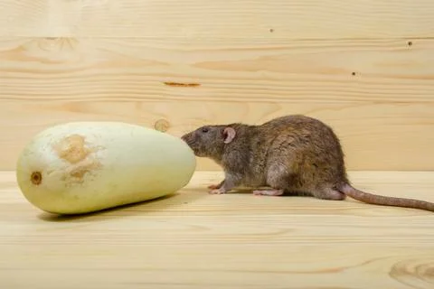 Rat eats vegetable marrow. Stock Photos