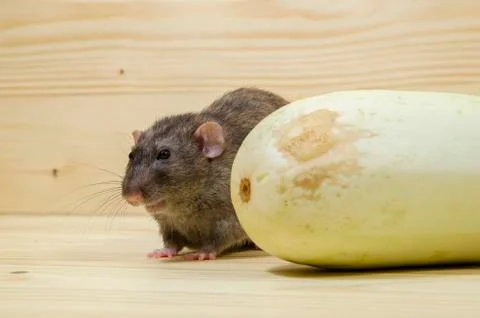 Rat eats vegetable marrow. Stock Photos
