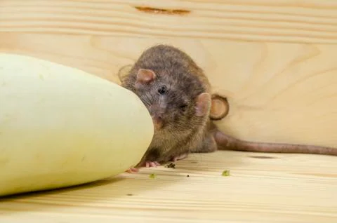 Rat eats vegetable marrow. Stock Photos