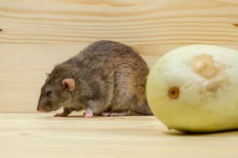 Rat eats vegetable marrow. Stock Photos