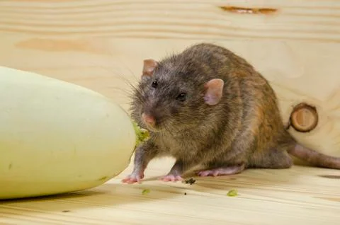 Rat eats vegetable marrow. Stock Photos