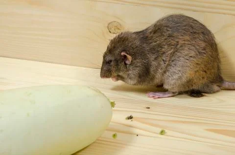 Rat eats vegetable marrow. Stock Photos