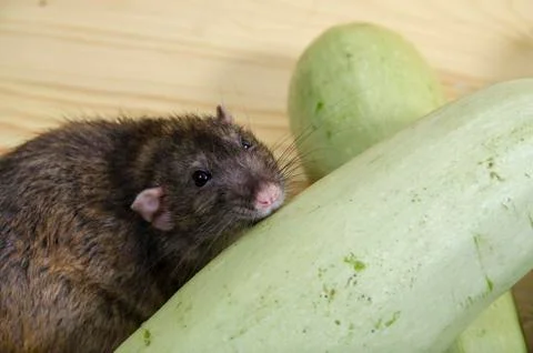 Rat eats vegetable marrow. Stock Photos