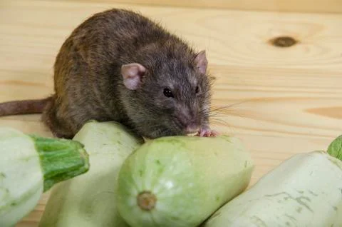 Rat eats vegetable marrow. Stock Photos