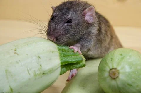 Rat eats vegetable marrow. Stock Photos