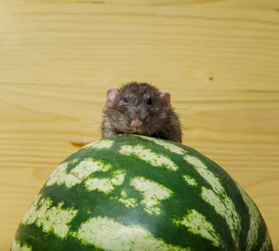 Rat eats a watermelon. Stock Photos