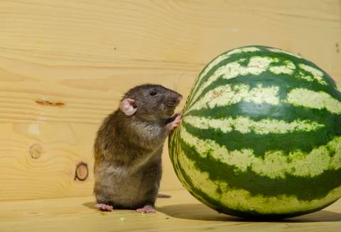 Rat eats a watermelon. Foto stock