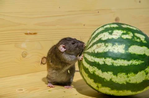 Rat eats a watermelon. Stock Photos