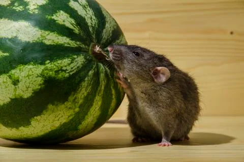 Rat eats a watermelon. Stock Photos