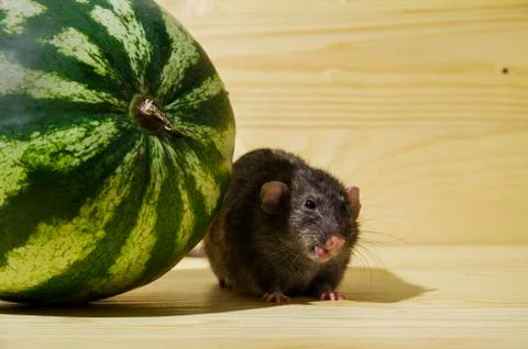 Rat eats a watermelon. Stock Photos