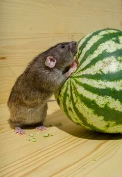 Rat eats a watermelon. Stock Photos