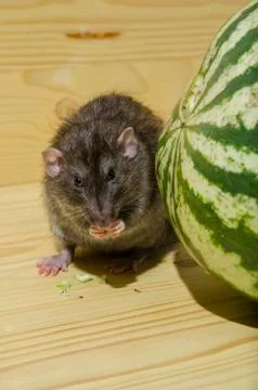 Rat eats a watermelon. Stock Photos