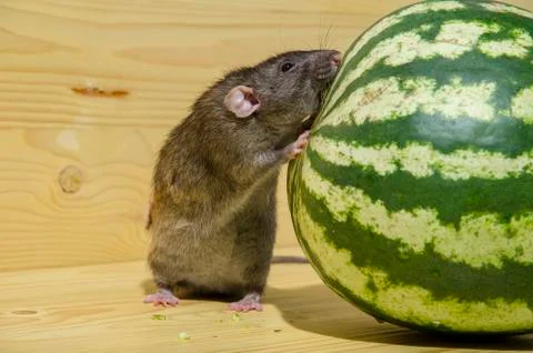 Rat eats a watermelon. Foto stock