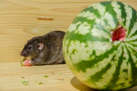 Rat eats a watermelon. Stock Photos