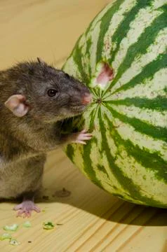 Rat eats a watermelon. Foto stock