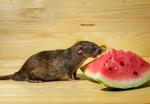 Rat eats a watermelon with seeds. Stock Photos