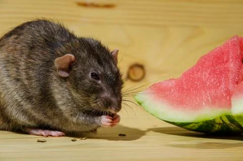Rat eats a watermelon with seeds. Foto stock