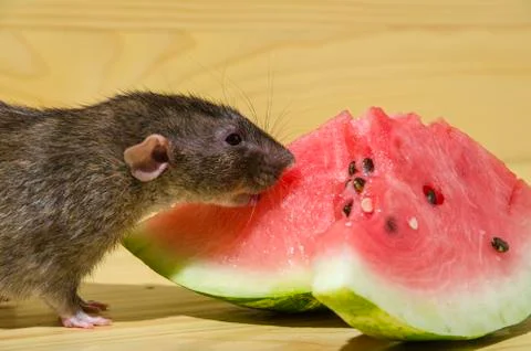 Rat eats a watermelon with seeds. Foto stock