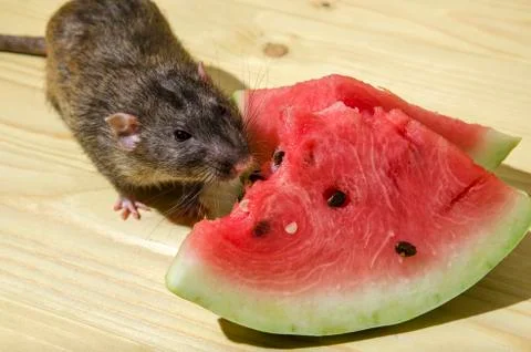 Rat eats a watermelon with seeds. Stock Photos