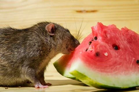 Rat eats a watermelon with seeds. Stock Photos