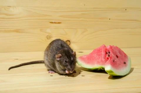 Rat eats a watermelon with seeds. Stock Photos