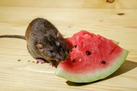 Rat eats a watermelon with seeds. Stock Photos