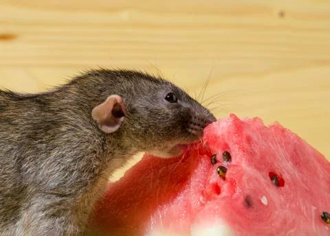Rat eats a watermelon with seeds. Stock Photos