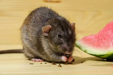 Rat eats a watermelon with seeds. Stock Photos