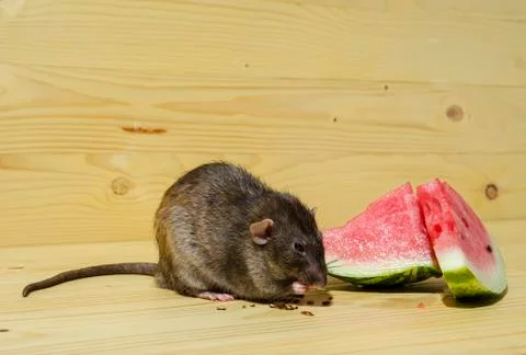 Rat eats a watermelon with seeds. Stock Photos