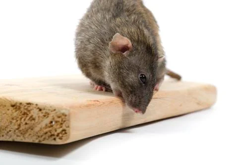 Rat eats wood. Stock Photos